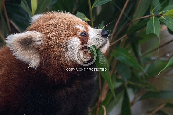 Red Panda Cub Eating Bamboo