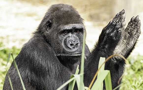 Western Lowland Gorilla Clapping Hands