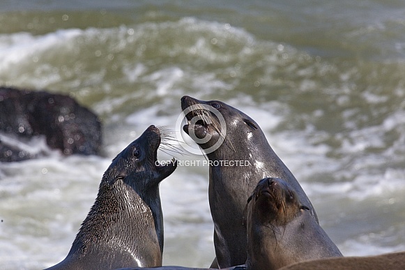 Cape Fur Seals - Cape Cross - Namibia