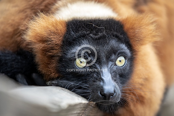 Red lemur (Eulemur rufus)