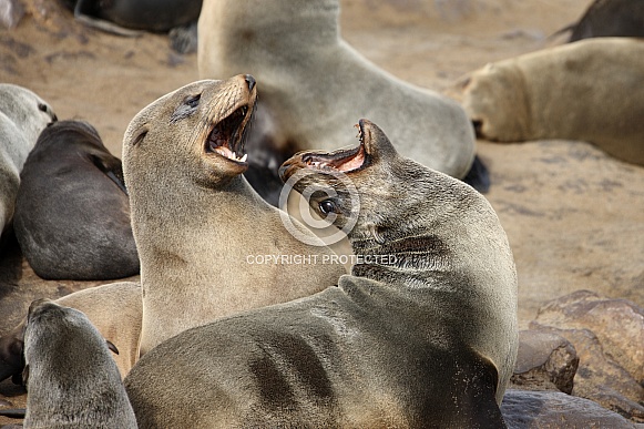 Cap Fur Seals - Cape Cross - Namibia