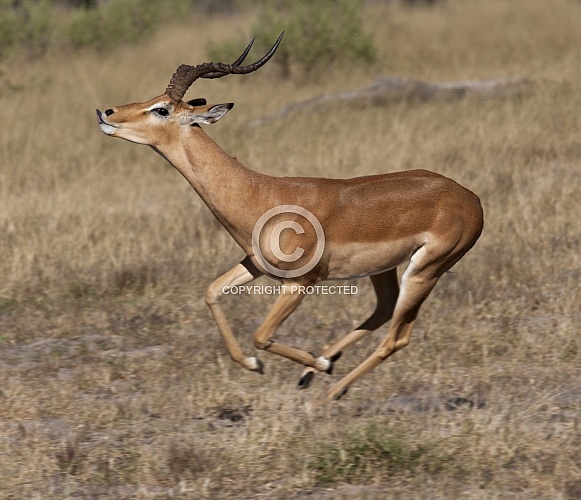 Impala - Botswana