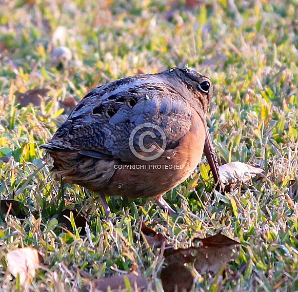 American Woodcock Snipe hunting for earthworms