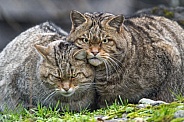 Wildcat couple
