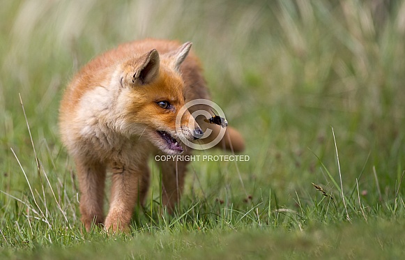 Red Fox Cub and a bumblebee