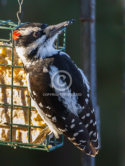Male Hairy Woodpecker Closeup in Alaska