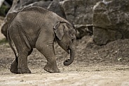Newborn Asiatic Elephant Calf Full Body Side Shot