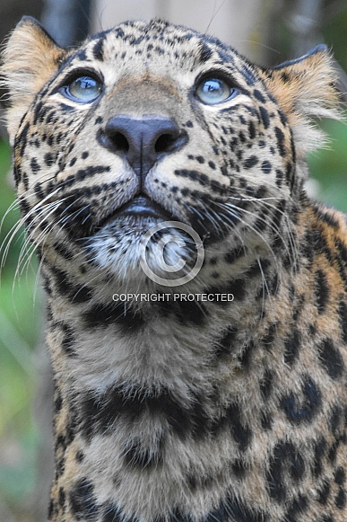 Young African Leopard