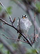 White-crowned Sparrow in Alaska