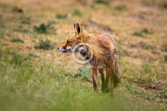Red fox looking left