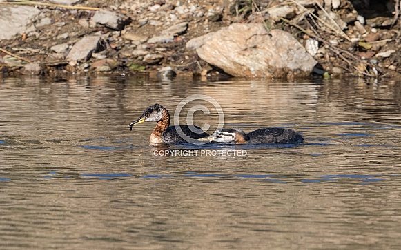 Red-necked Grebe Swimming with Chick in Alaska