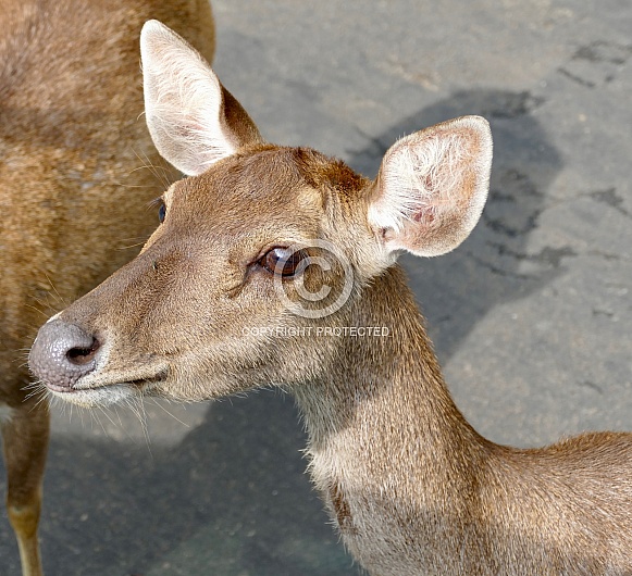 Javan Deer