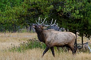 Bull Elk in the Woods