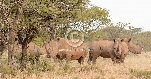 White Rhino group