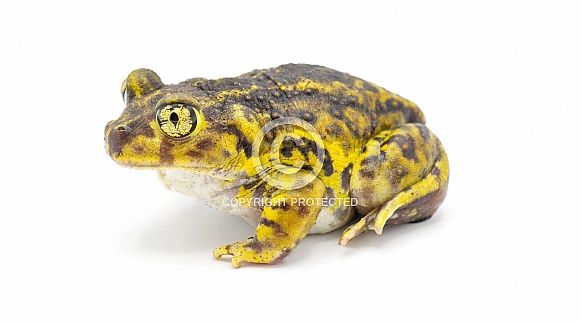 eastern spadefoot spade foot toad or frog - Scaphiopus holbrookii - side profile view.  Isolated on white background yellow and brown color high detail on eye and skin