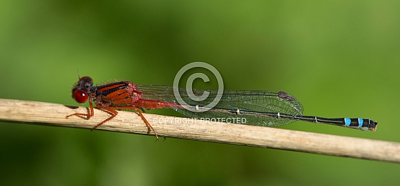 Red and blue damselfly (wild)