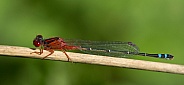Red and blue damselfly (wild)