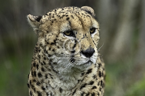 Cheetah Close Up Face Shot