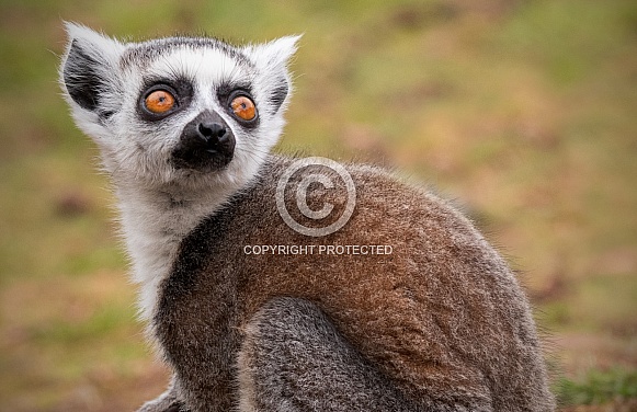 Young Ring Tailed Lemur Looking Upright
