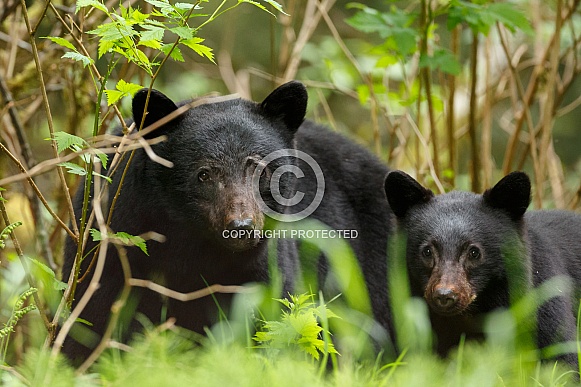 Mother and cub black bear