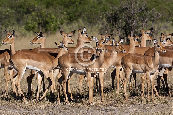 Impala (Aepyceros melampus) - Botswana