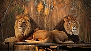 Lion brothers in evening sun