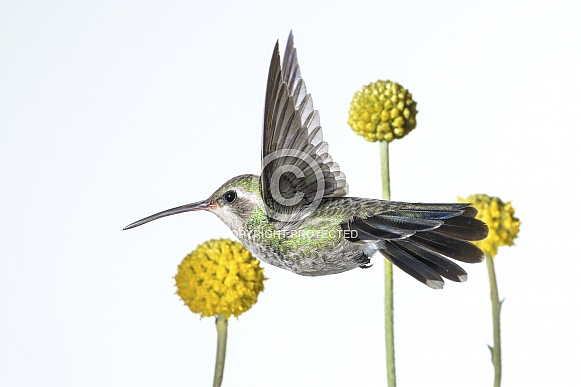Broad-tailed Hummingbird (wild female) & Drumstick Plant