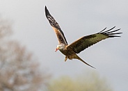 Red Kite in Flight with Food