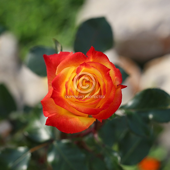 Multicolored Orange and Yellow Rose