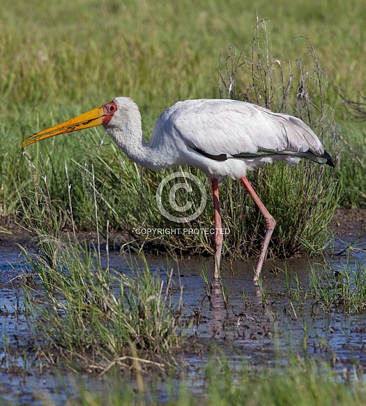 Yellowbilled Stork - Okavango Delta - Botswana