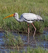 Yellowbilled Stork - Okavango Delta - Botswana