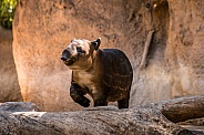 A Baby Tapir