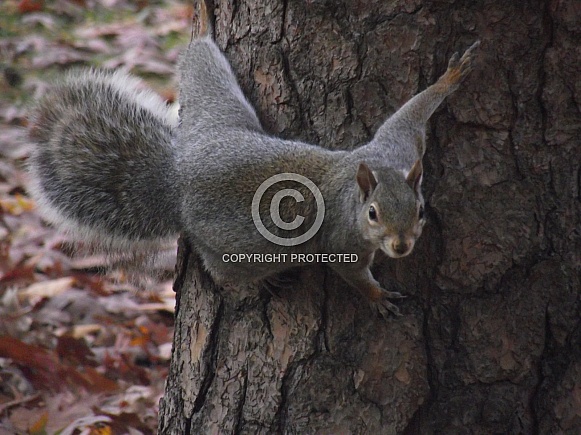 Grey Squirrel on Tree Trunk