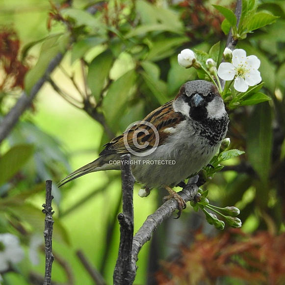 European House Sparrow Male