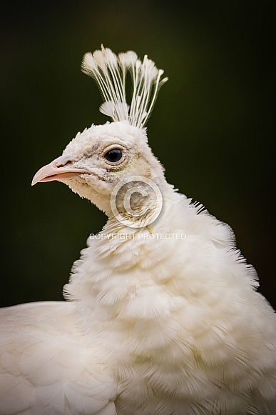 White Peacock Portrait