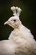 White Peacock Portrait