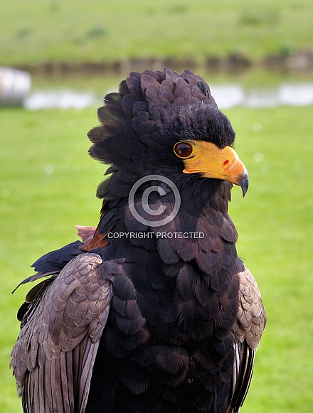 Bateleur eagle