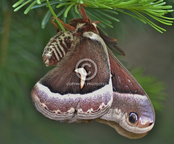 Giant Silk Moth