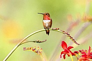 Hummingbird—Resting Rufous