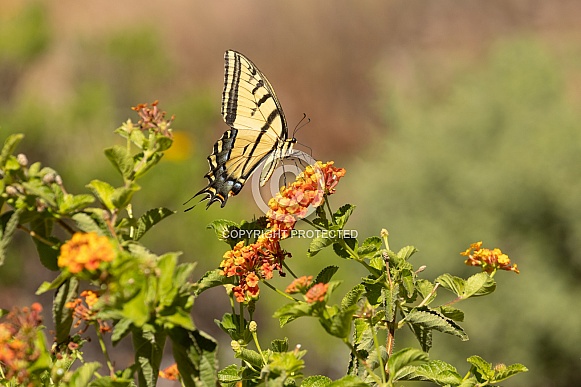 Western Tiger Swallowtail butterfly, Papilio rutulus