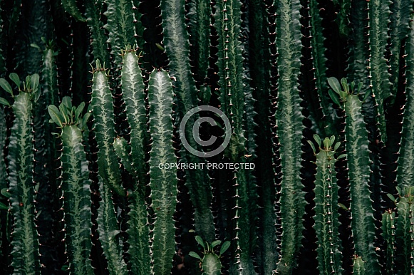 Cactus wall