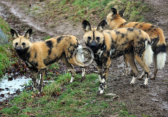 African Hunting Dogs