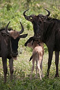 Wildebeest family