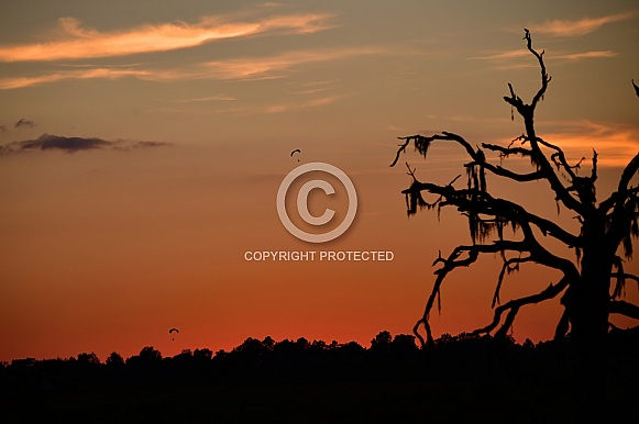 red orange sunset with big old tree silhouette And two engine propelled paraglides