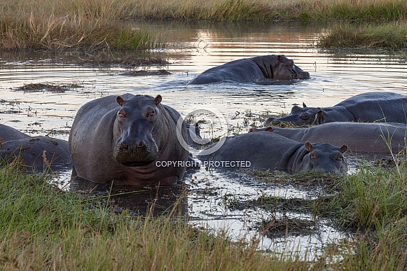 Pod of Hippopotamus at dawn - Botswana