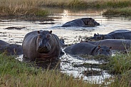 Pod of Hippopotamus at dawn - Botswana