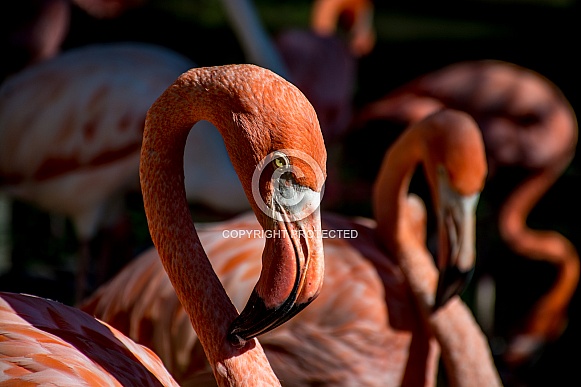 Flamingos Preening