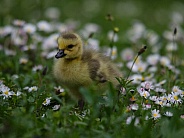 Canada Goose Chick/Gosling