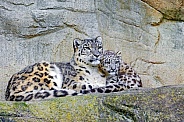 Snow Leopard and Cub