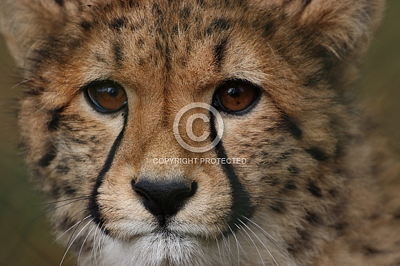 Close up of a young cheetah